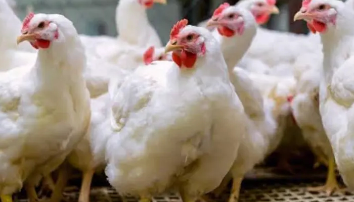 Christmas: Nigerians go for beef, as price of chicken soars