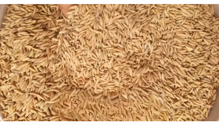 Niger state to produce 300,000 tons of paddy rice annually for Lagos Rice Mill