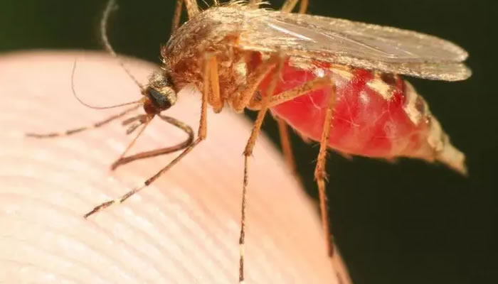 Always test for malaria before treatment —Experts